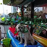 Dog, Vehicle, Carnivore, Vroom Vroom, Plant, Dog breed, Wheel, Companion dog, Leisure, Automotive Exterior, Fun, Recreation, Toy Dog, Car, Event, Canidae, Tire, Chair, Furry friends
