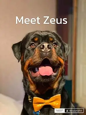 Name Rottweiler Dog Zeus