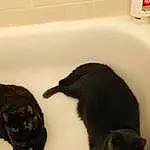 Brown, Cat, Bathtub, White, Felidae, Black, Bathroom, Plumbing Fixture, Carnivore, Small To Medium-sized Cats, Fluid, Plumbing, Whiskers, Snout, Bombay, Tail, Furry friends, Dog breed, Domestic Short-haired Cat, Black cats