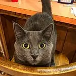 Cat, Plant, Felidae, Carnivore, Small To Medium-sized Cats, Whiskers, Grey, Russian blue, Snout, Chair, Tail, Domestic Short-haired Cat, Automotive Tire, Furry friends, Vehicle, Rim, Auto Part