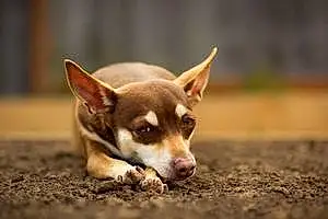 Name Chihuahua Dog Choco