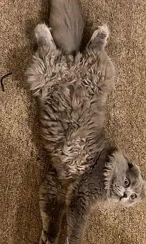 Name Scottish Fold Cat Benson