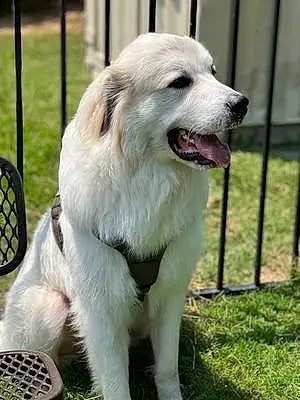 Name Great Pyrenees Dog Colt