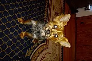 Name Yorkshire Terrier Dog Amy