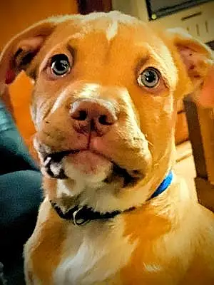 Pitt Bull Terrier Dog Red