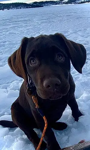 Name Labrador Retriever Dog Bogey