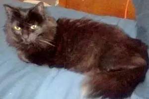 Persian Cat Kiki