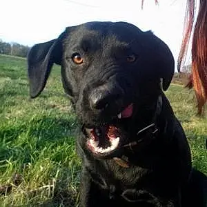 Name Labrador Retriever Dog Daisy