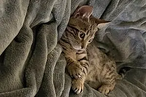 Name Bengal Cat Cesar
