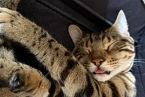 Name Bengal Cat Cesar