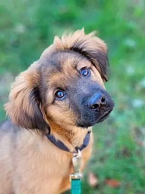 Name Labrador Retriever Dog Kimbo