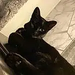 Cat, Felidae, Small To Medium-sized Cats, Carnivore, Comfort, Whiskers, Bombay, Snout, Black cats, Tints And Shades, Tail, Furry friends, Domestic Short-haired Cat, Wood, Claw, Sitting, Windshield, Hardwood, Room