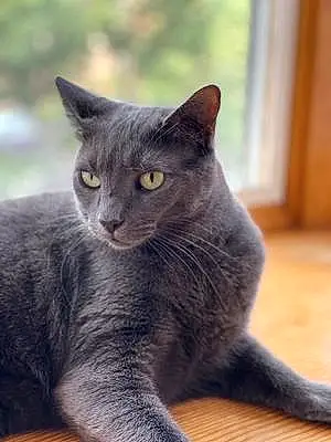 Name Russian Blue Cat Clyde