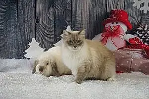 Siberian Cat Spyro