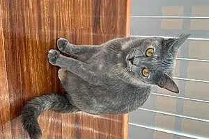 Russian Blue Cat Bagel