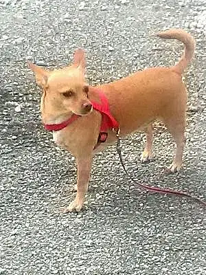 Name Chihuahua Dog Buttercup