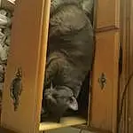Cat, Carnivore, Felidae, Grey, Wood, Comfort, Small To Medium-sized Cats, Whiskers, Tail, Room, Domestic Short-haired Cat, Furry friends, Hardwood, Russian blue, Dog breed