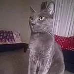 Head, Eyes, Cat, Russian blue, Window, Carnivore, Whiskers, Felidae, Grey, Small To Medium-sized Cats, Snout, Domestic Short-haired Cat, Furry friends, Tail, Terrestrial Animal, Comfort, Paw