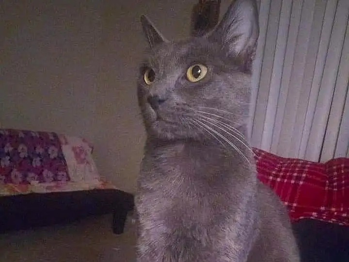 Head, Eyes, Cat, Russian blue, Window, Carnivore, Whiskers, Felidae, Grey, Small To Medium-sized Cats, Snout, Domestic Short-haired Cat, Furry friends, Tail, Terrestrial Animal, Comfort, Paw