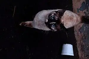 Name Siamese Cat Daisy