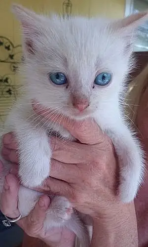 Name Cat Blue