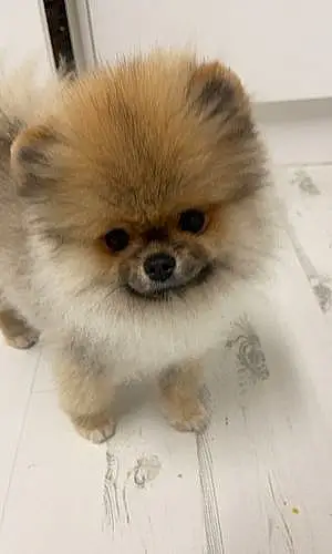 Name Pomeranian Dog Bubbles