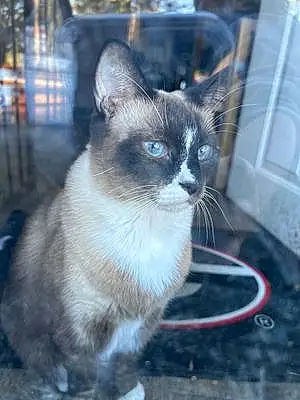 Name Siamese Cat Dusty