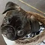 Pug, Dog, Eyes, Carnivore, Dog breed, Ear, Companion dog, Fawn, Whiskers, Working Animal, Wrinkle, Snout, Toy Dog, Close-up, Canidae, Terrestrial Animal, Furry friends, Liver, Non-sporting Group