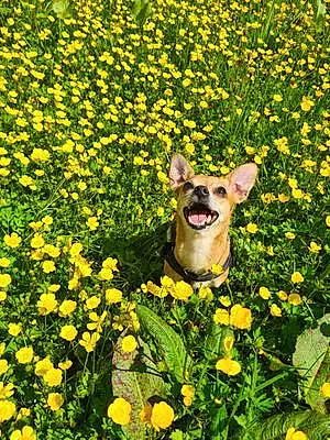 Name Chihuahua Dog Buffy
