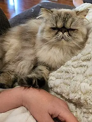Persian Cat Sassy