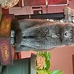 Plant, Art, Snout, Felidae, Publication, Wood, Furry friends, Whiskers, Russian blue, Room, Domestic Short-haired Cat, Tail, Koala, Small To Medium-sized Cats, Visual Arts, Shelving, Toy