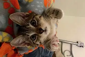 Name Cat Koa