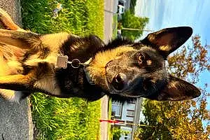 Name German Shepherd Dog Kilo