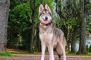Forest Dog Nakota Ciqala