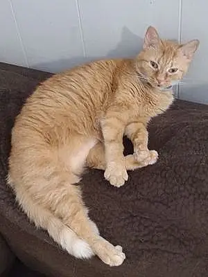 Name Tabby Cat Ginger