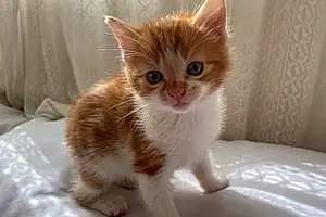 Name  Other Cat Honey