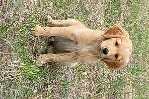 Name Golden Retriever Dog Colt