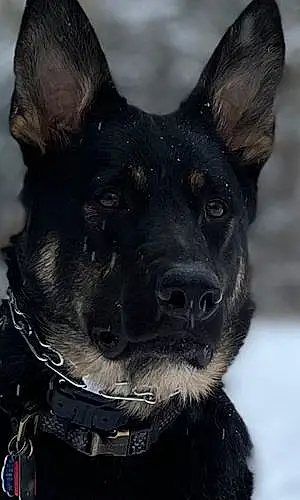 Name German Shepherd Dog Colby