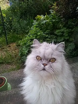 Name Persian Cat Fizzy
