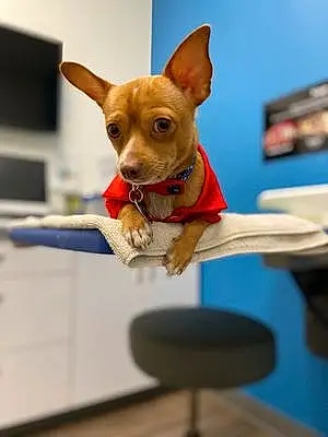 Name Chihuahua Dog Junior