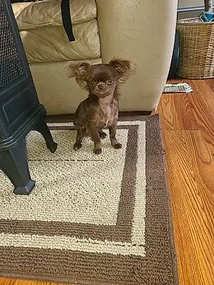 Name Chihuahua Dog Chino