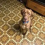 Brown, Dog, Cabinetry, Liver, Dog breed, Carnivore, Pet Supply, Working Animal, Wood, Fawn, Companion dog, Chest Of Drawers, Dog Supply, Hardwood, Television, Gun Dog, Whiskers, Wood Stain