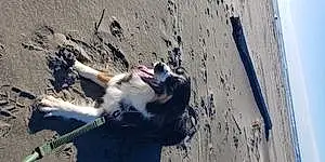 Beach Dog Luna