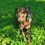 Dog, Plant, Dog breed, Carnivore, Working Animal, Collar, Liver, Fawn, Companion dog, Dog Collar, Grass, Leash, Groundcover, Snout, Canidae, People In Nature, Grassland, Dog Supply, Adventure