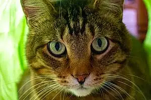 Name American Shorthair Cat Buddie