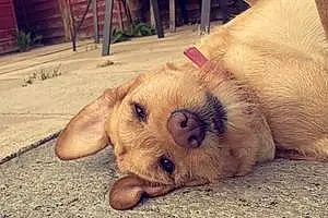 German shorthaired pointer Dog Freya