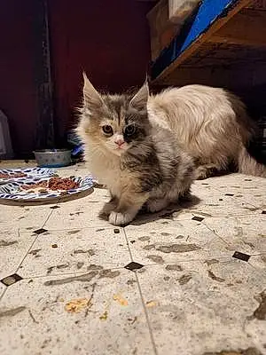 Name Cat Elvis