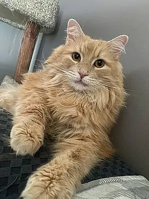 Name Oriental Longhair Cat Toby