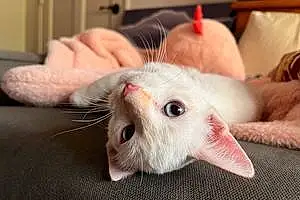 Name Siamese Cat Appa