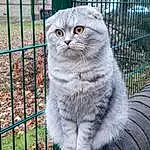 Head, Cat, Eyes, Felidae, Carnivore, Iris, Whiskers, Small To Medium-sized Cats, Fence, Grey, Window, Snout, Plant, Mesh, Furry friends, Tail, Terrestrial Animal, Domestic Short-haired Cat, Grass, Tree